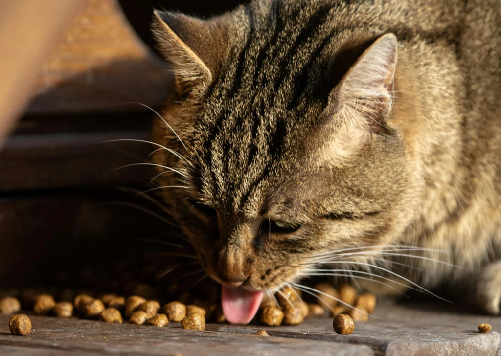 best wet food for senior cats