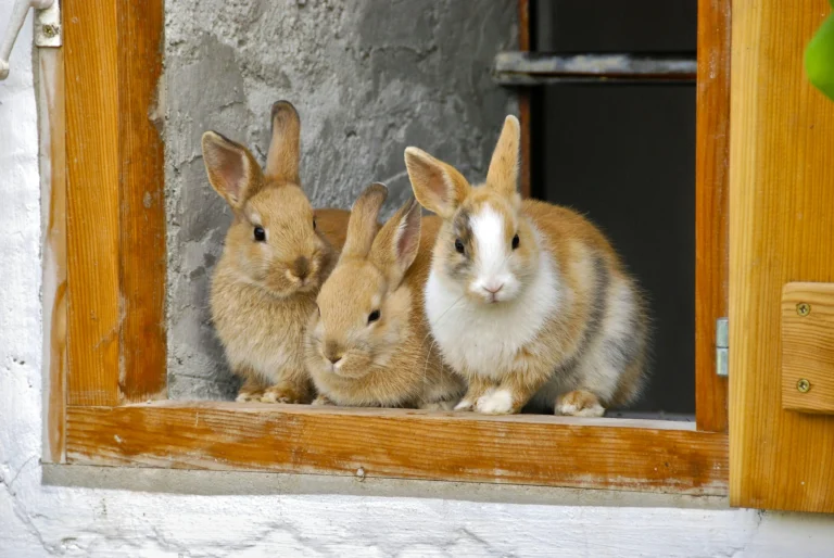 Rabbit Hutch