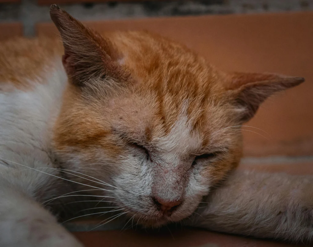Best Diet for Older Cats
