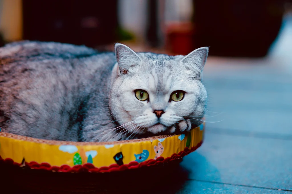 best wet food for senior cats