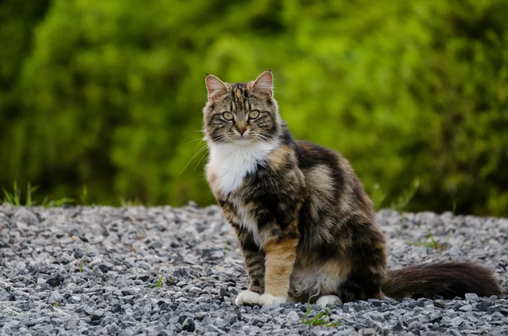 Dental Care for Older Cats