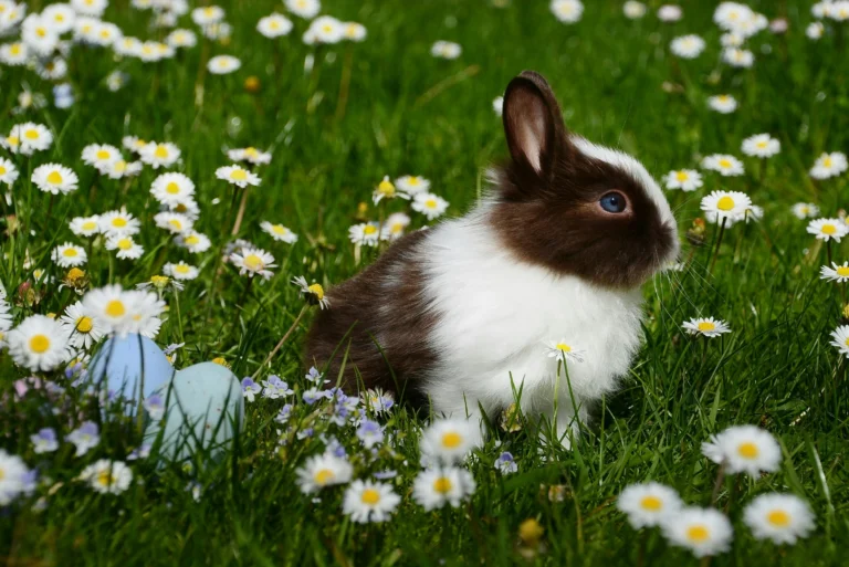 How To Care for a Pet Rabbit