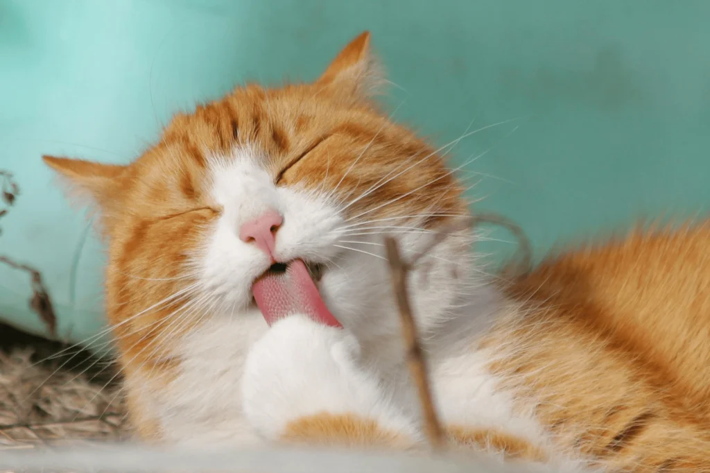signs of aging in cats