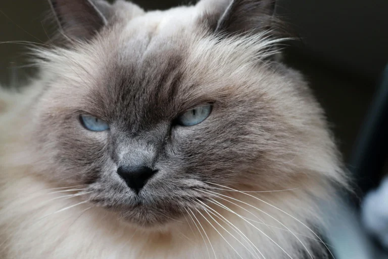 Dental Care for Older Cats