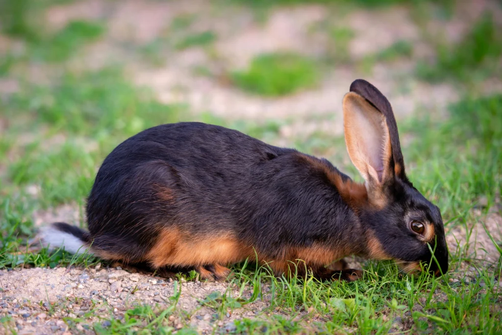 How To Care for a Pet Rabbit