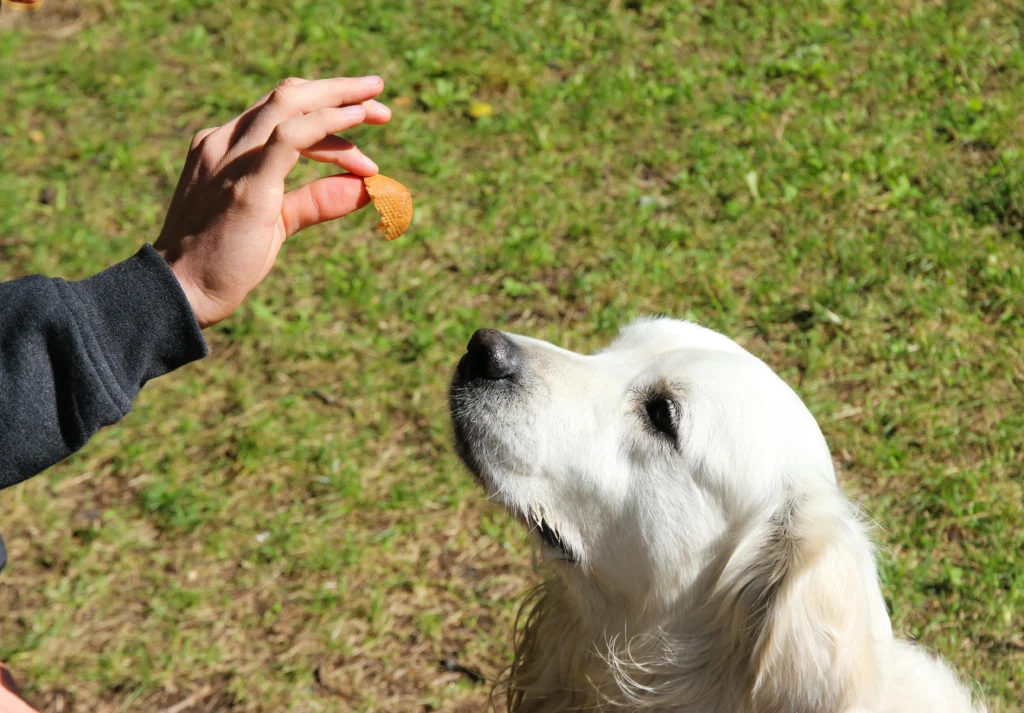 Best dog food for sensitive stomachs