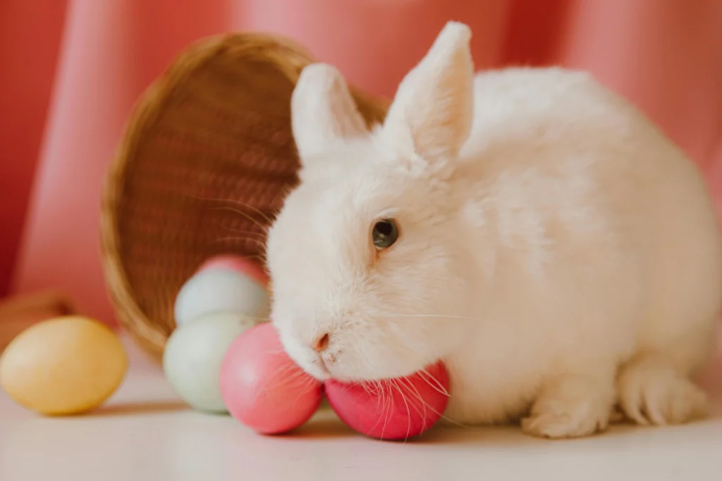 Rabbit Hutch