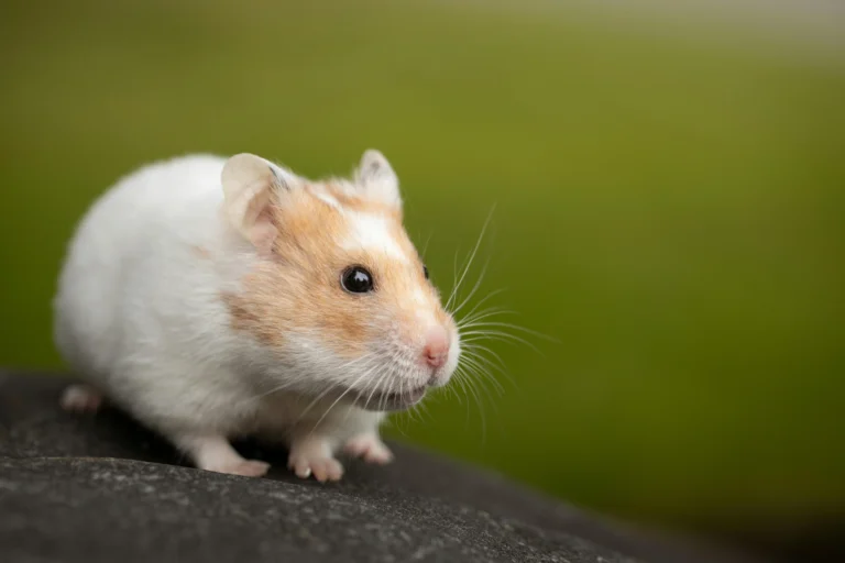 How to Care for Your Hamster
