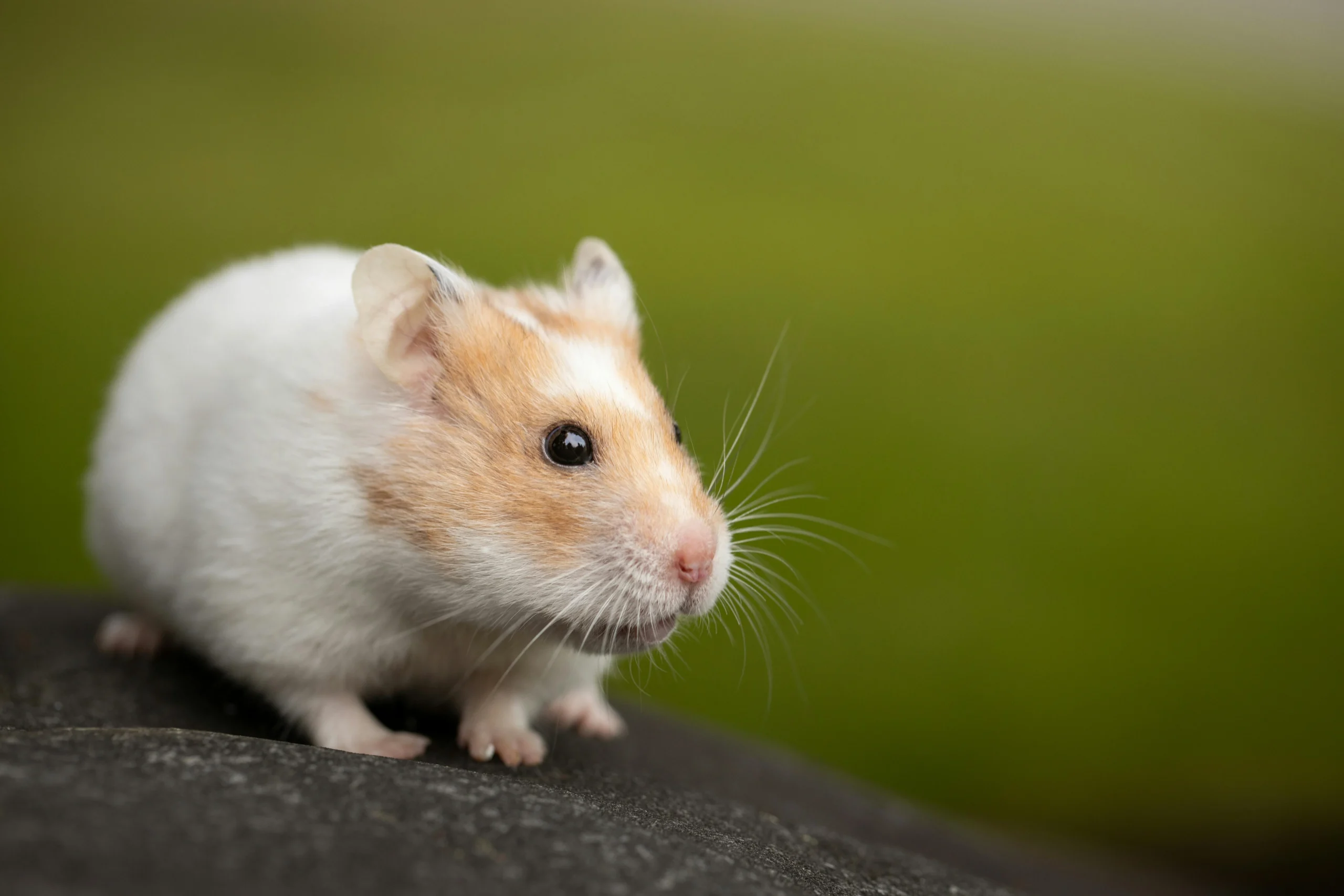 How to Care for Your Hamster