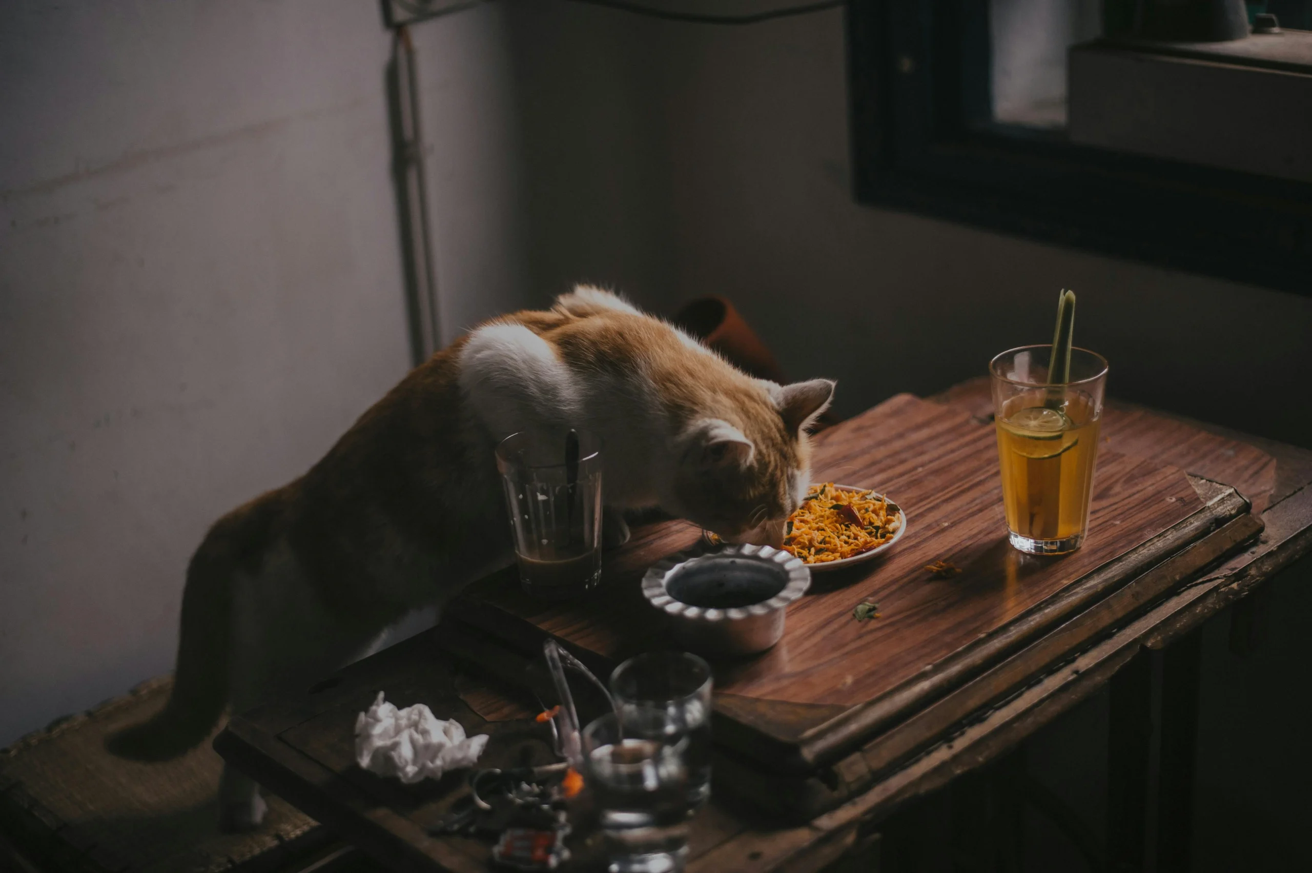 best wet food for senior cats