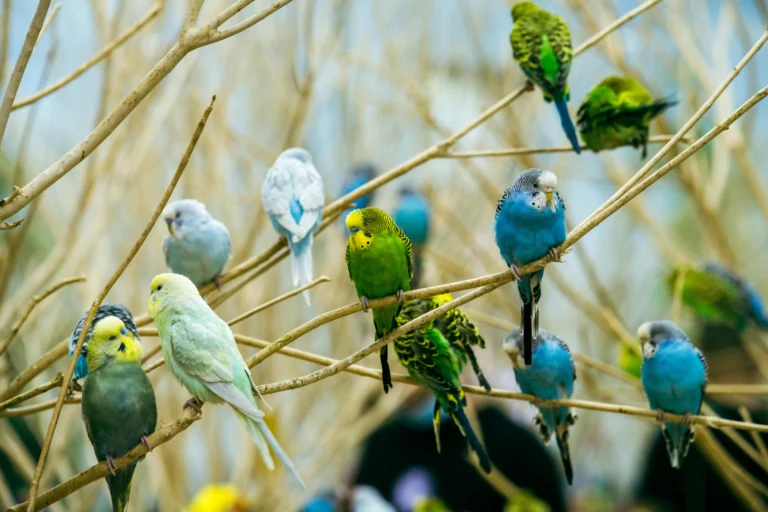 best bird food for budgies