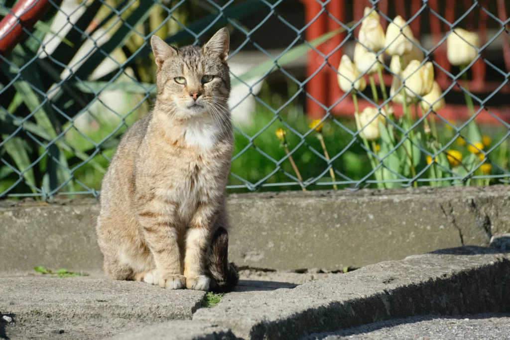 Signs of Dementia in Older Cats