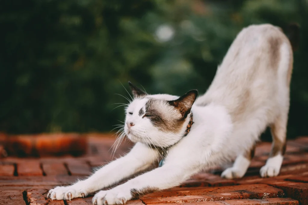 Signs of Dementia in Older Cats