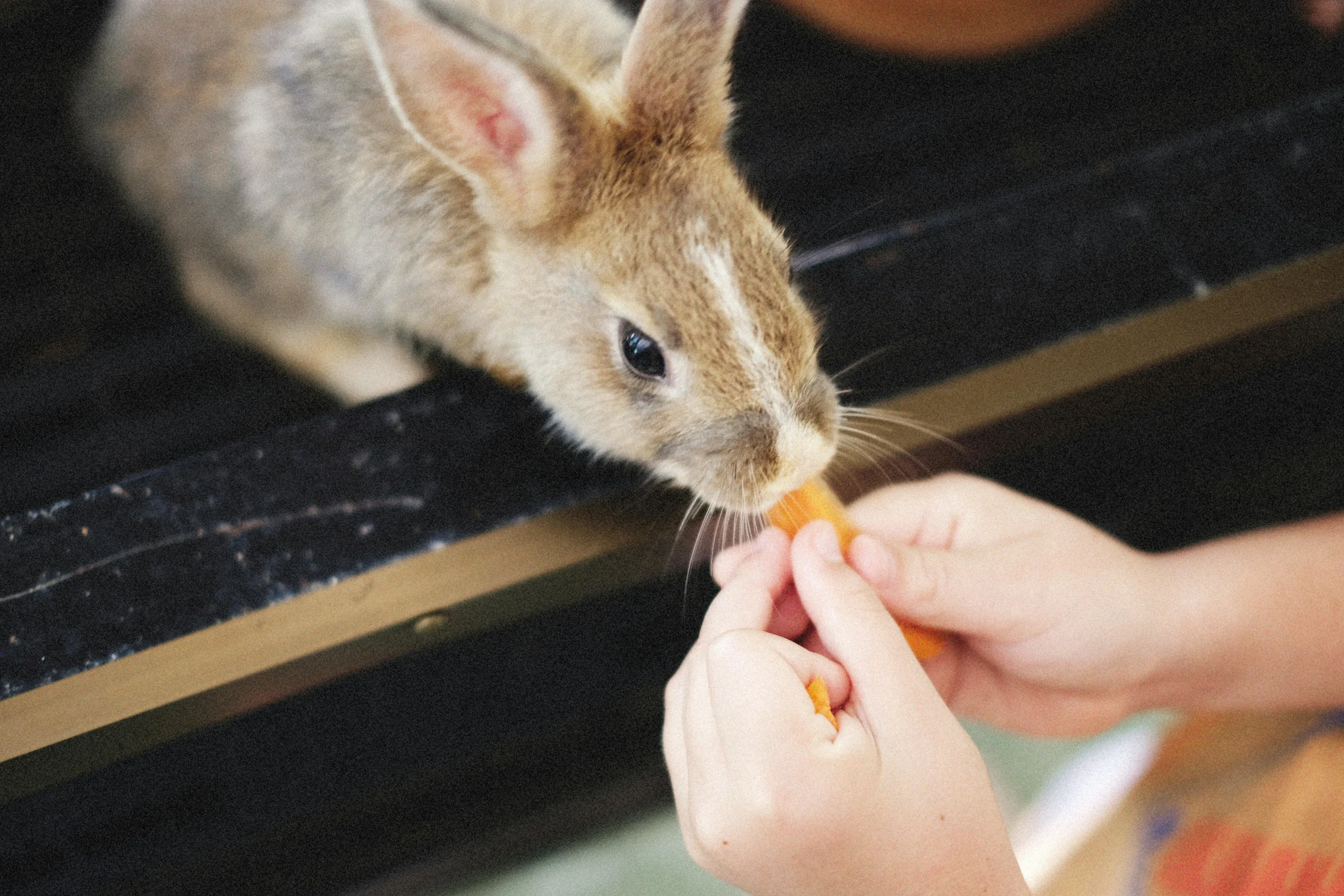 best food for older rabbits