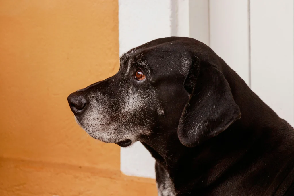 signs of aging in dogs