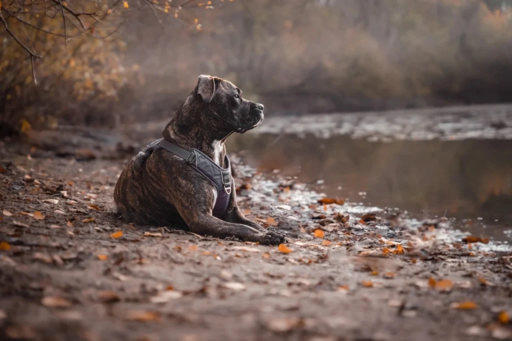 signs of aging in dogs