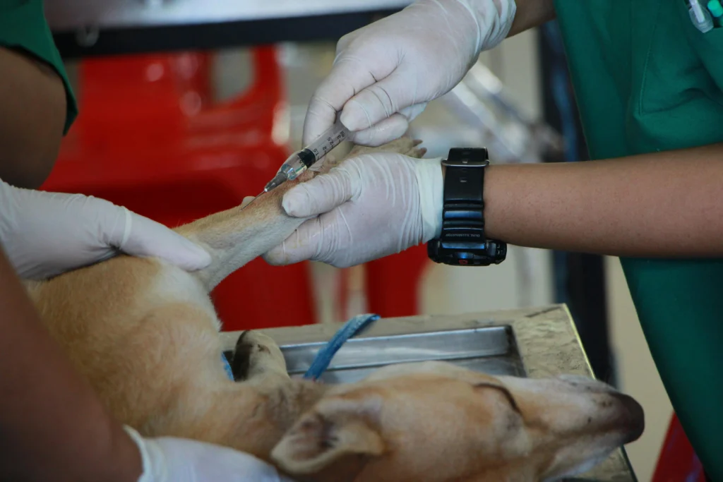 Dog Won't Drink Water After Surgery