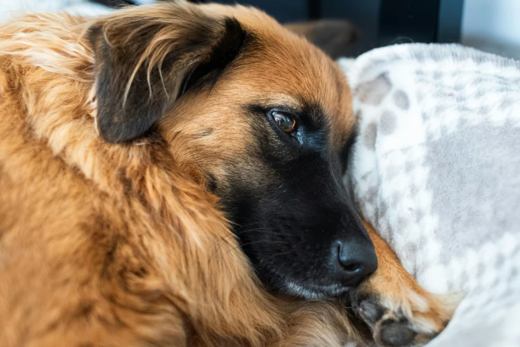 Dog Won't Drink Water After Surgery