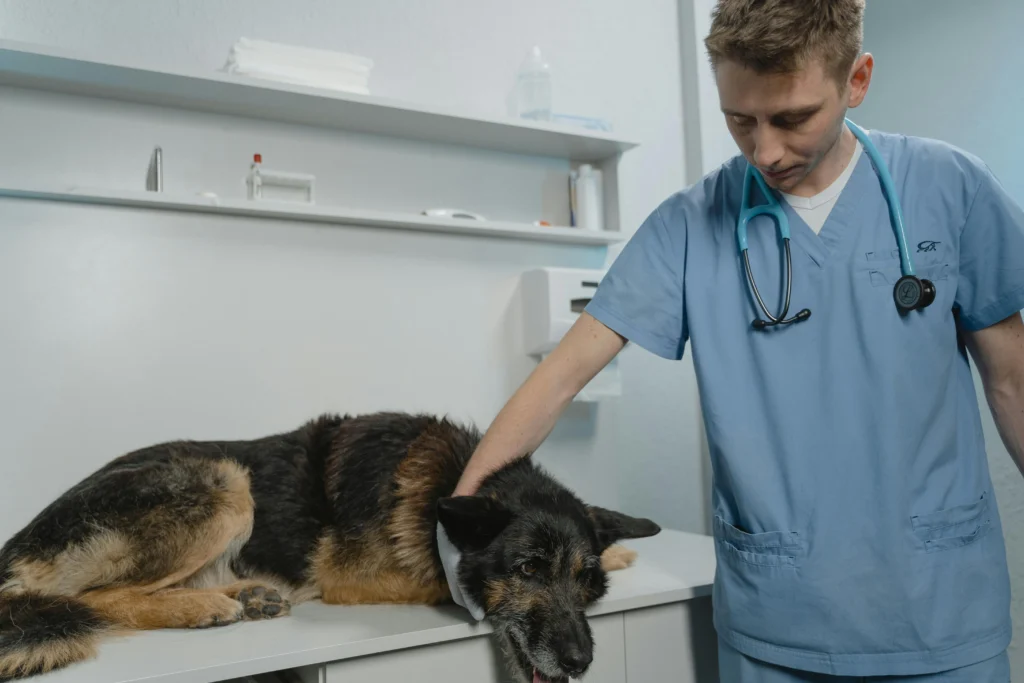 Dog Won't Drink Water After Surgery