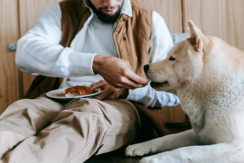 Dog Breathing Heavy After Eating