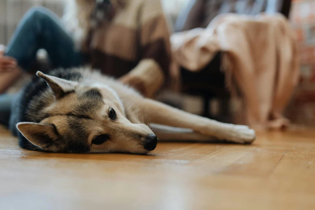 Dog Breathing Heavy After Eating