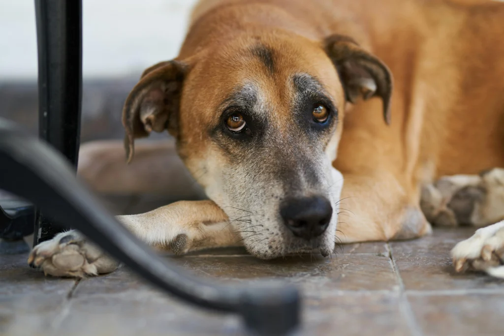Dog Breathing Heavy After Eating