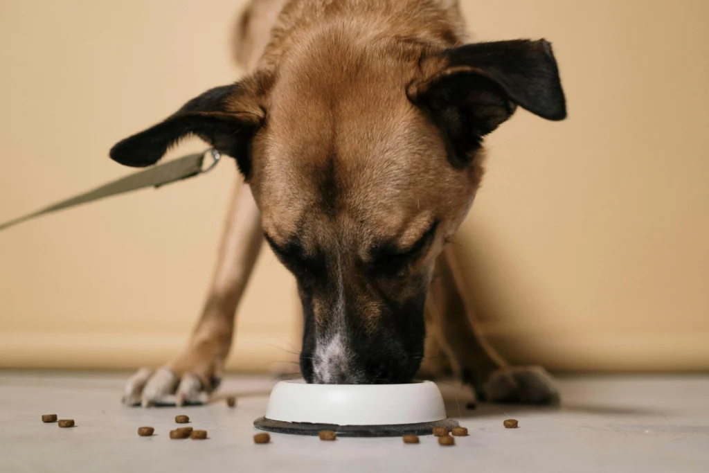 Dog Breathing Heavy After Eating