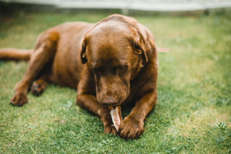 Dog Breathing Heavy After Eating