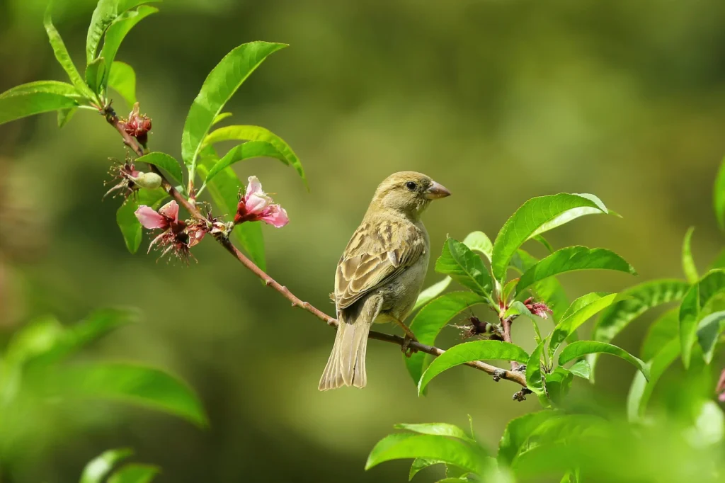 Senior Bird Health Problems