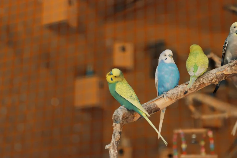 Senior Bird Health Problems