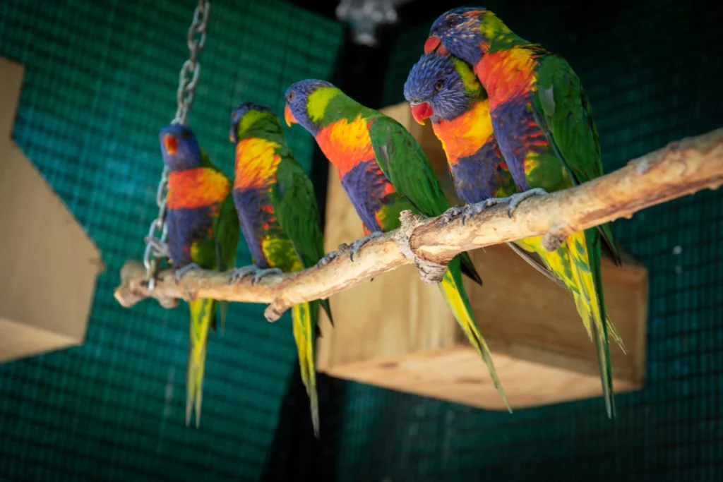 Senior Bird Health Problems