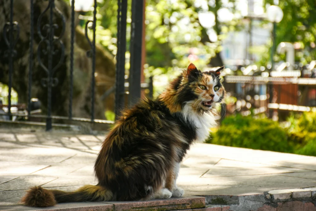 Senior Cat Arthritis Symptoms
