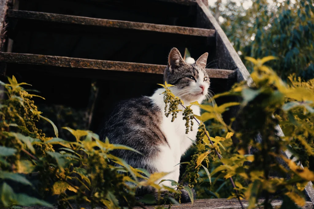 Senior Cat Arthritis Symptoms