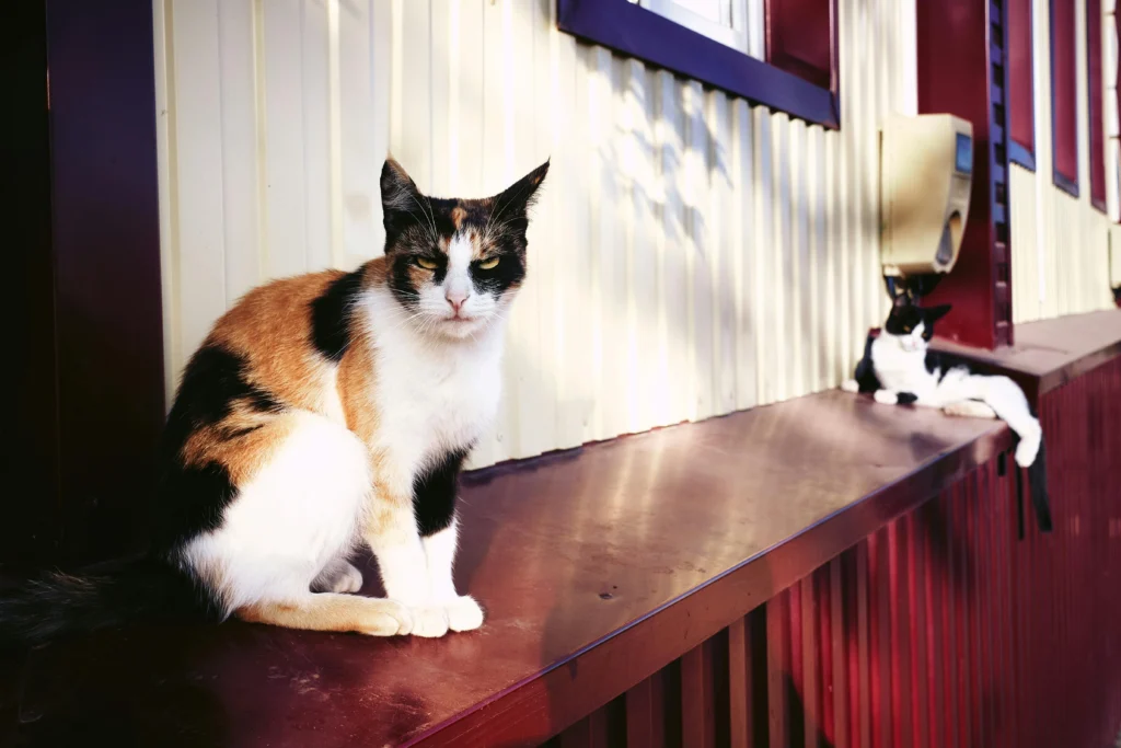 Senior Cat Arthritis Symptoms