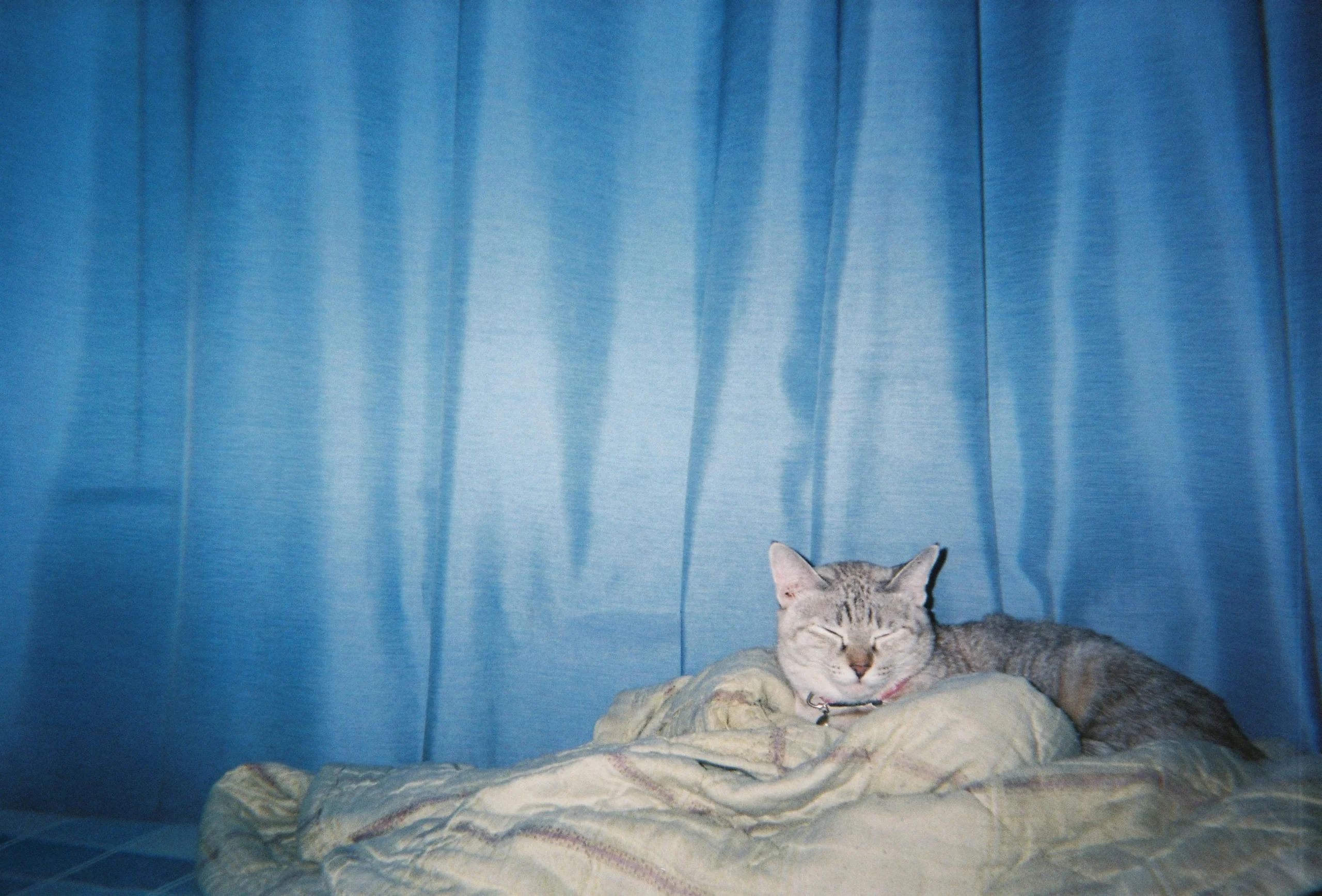 Senior Cat Arthritis Symptoms