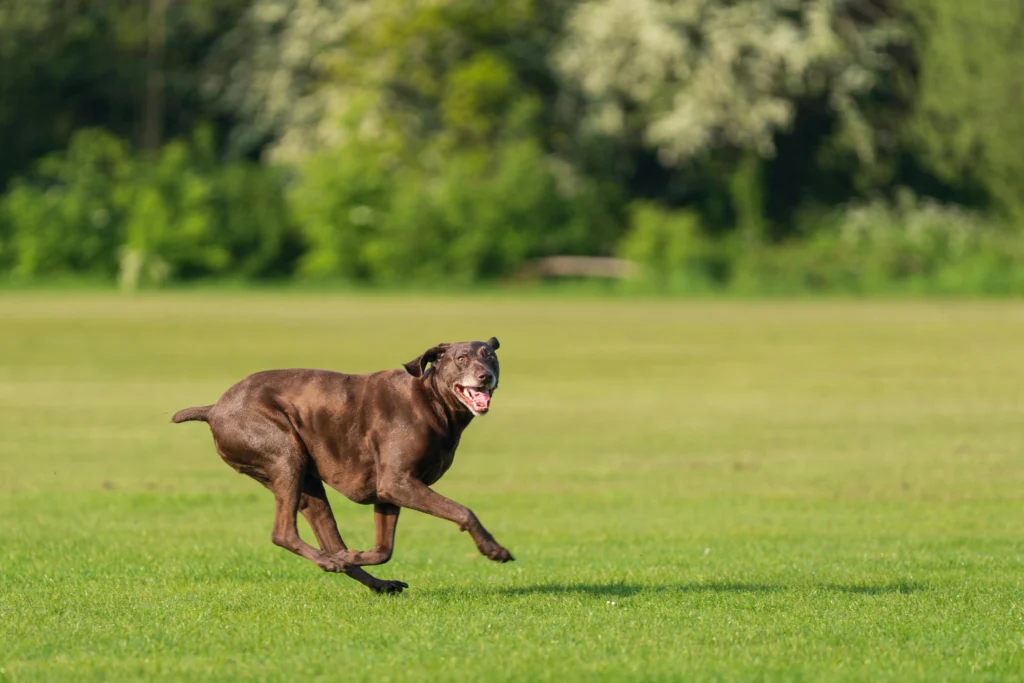 Senior Dog Exercise Routine