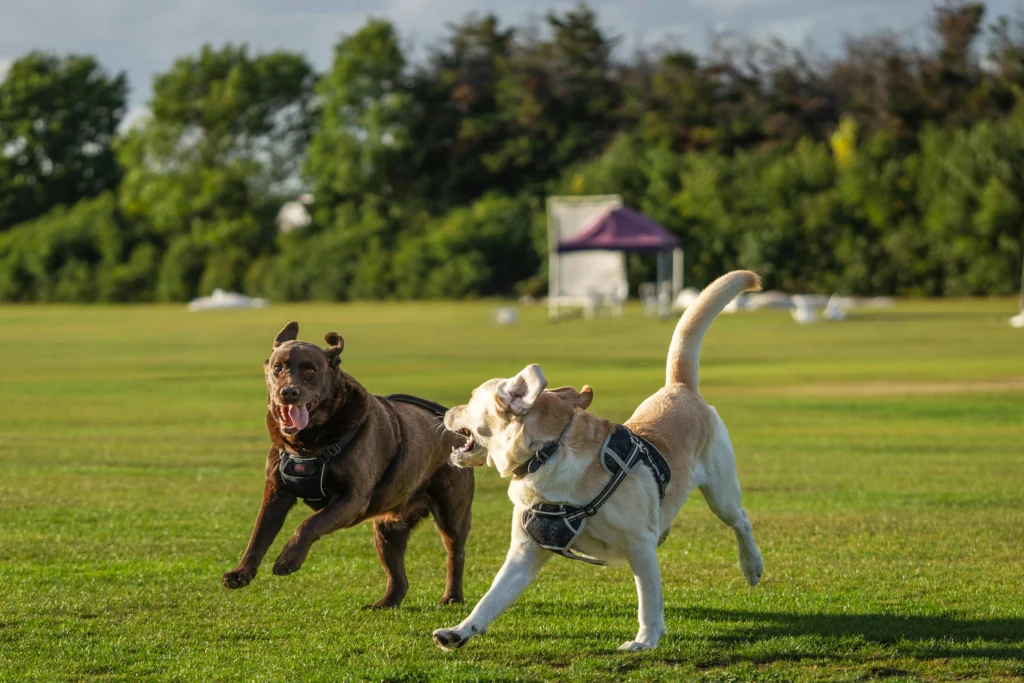 Senior Dog Exercise Routine