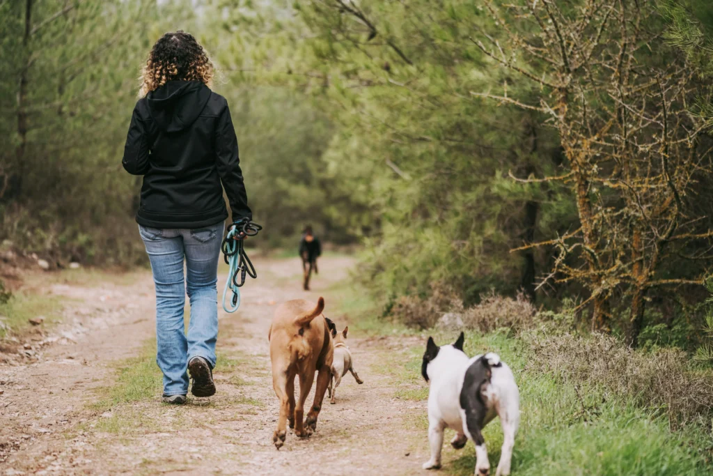 Senior Dog Exercise Routine