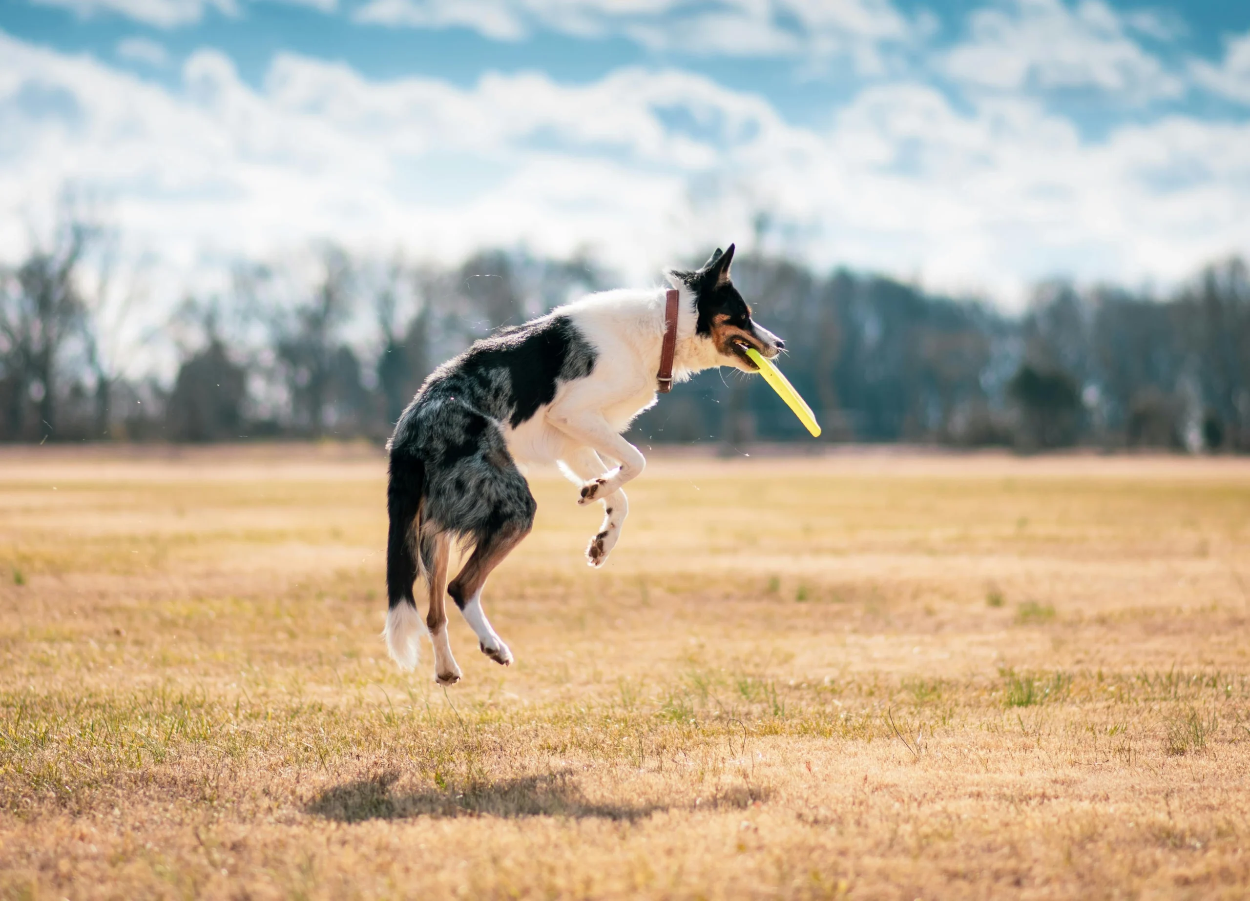Senior Dog Exercise Routine
