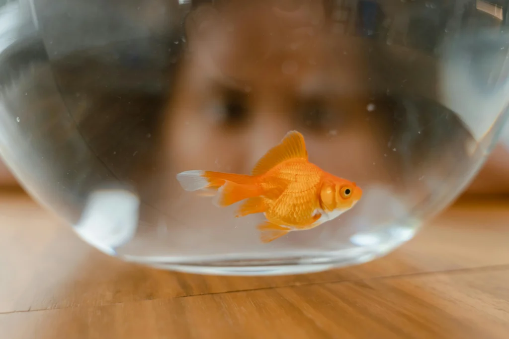 Senior Goldfish Care