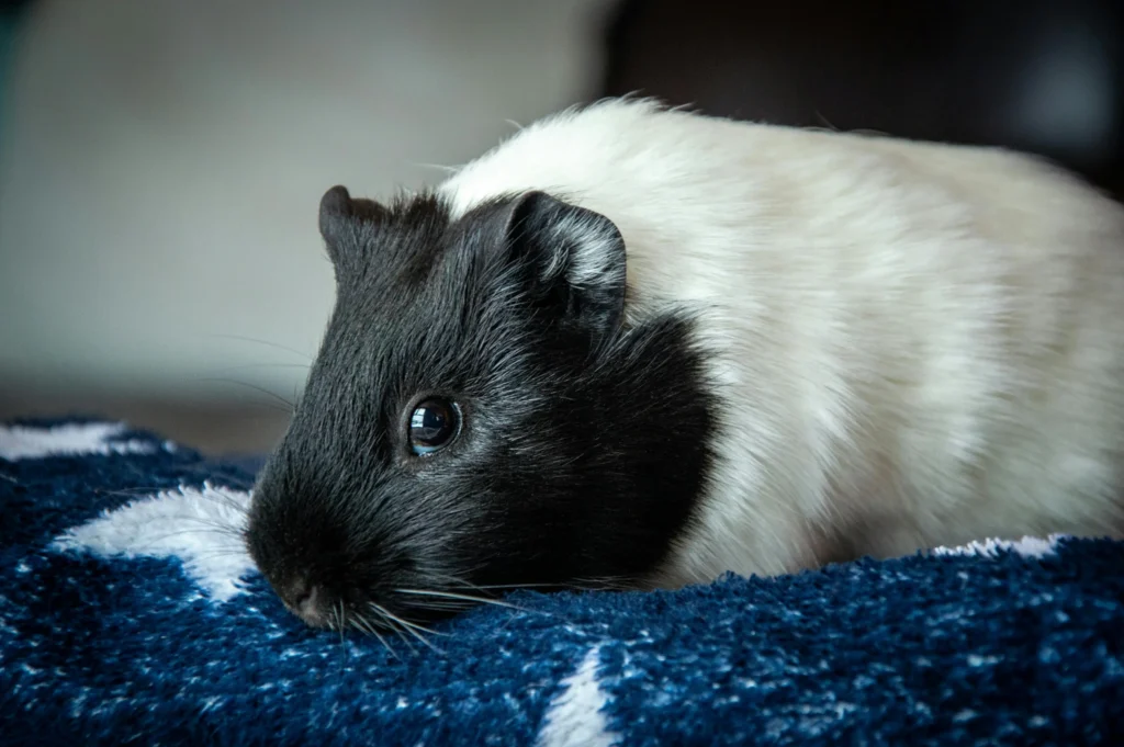 Senior Hamster Lifespan