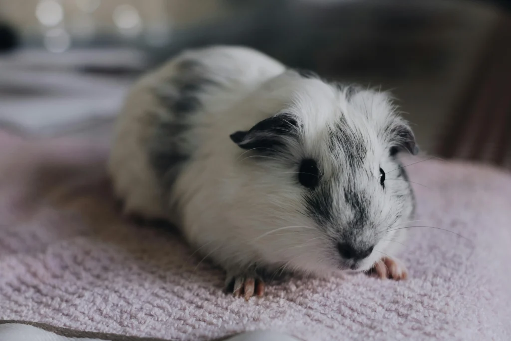 Senior Hamster Lifespan