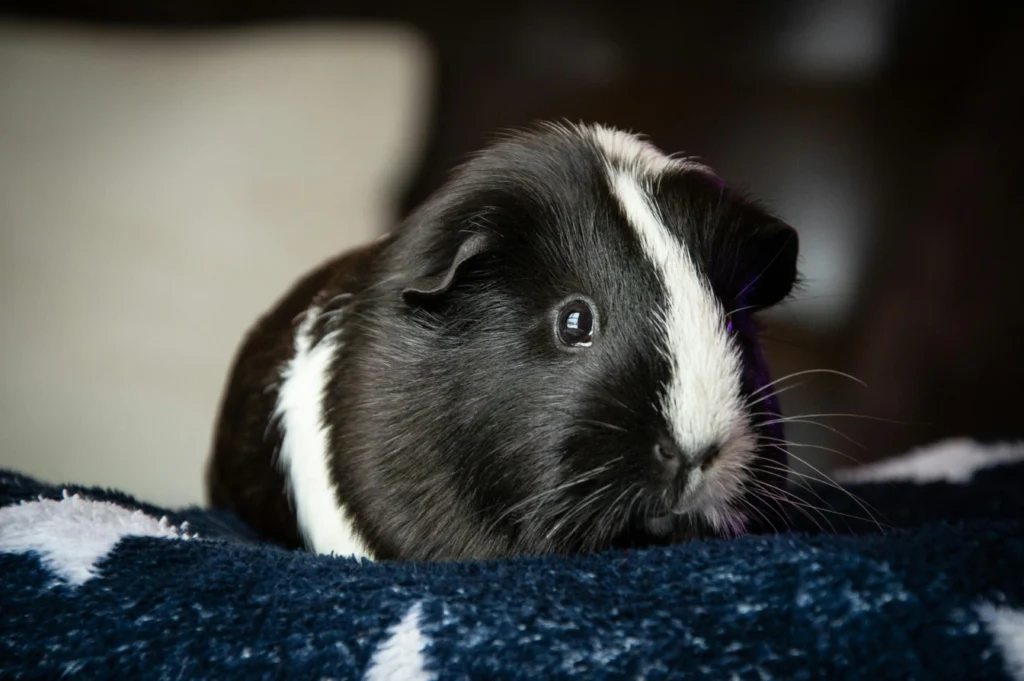 Senior Hamster Lifespan
