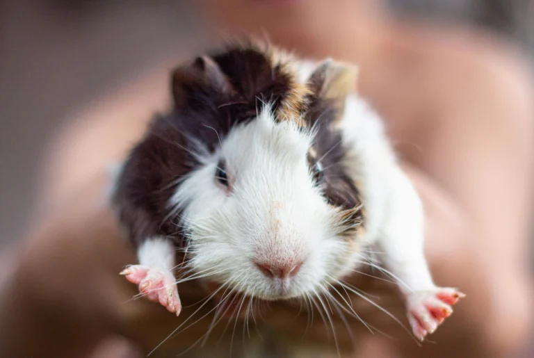 Senior Hamster Lifespan