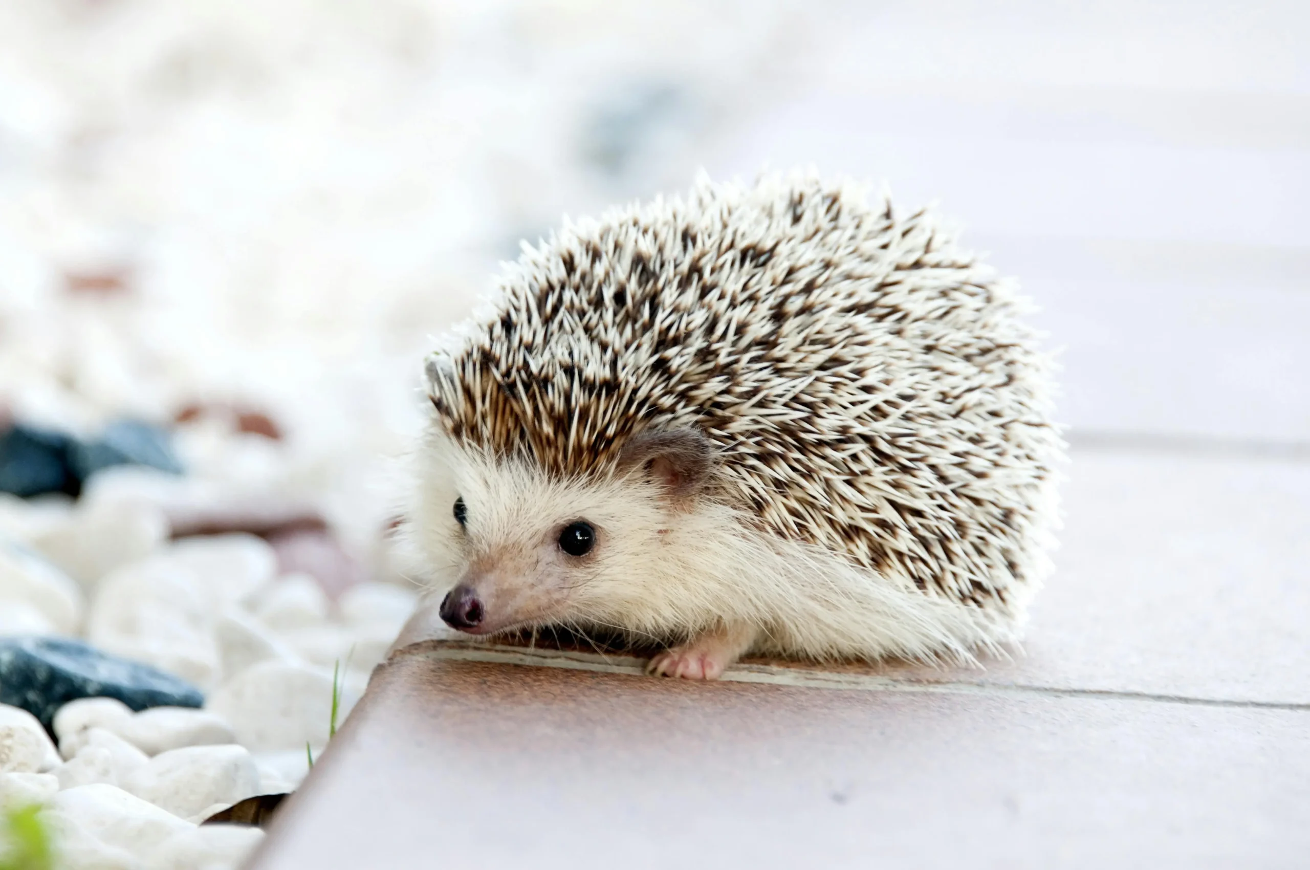 Senior Hedgehog Diet