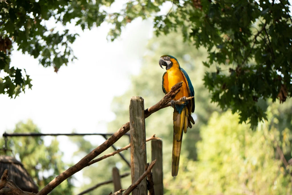 Senior Parrot Behavior Changes