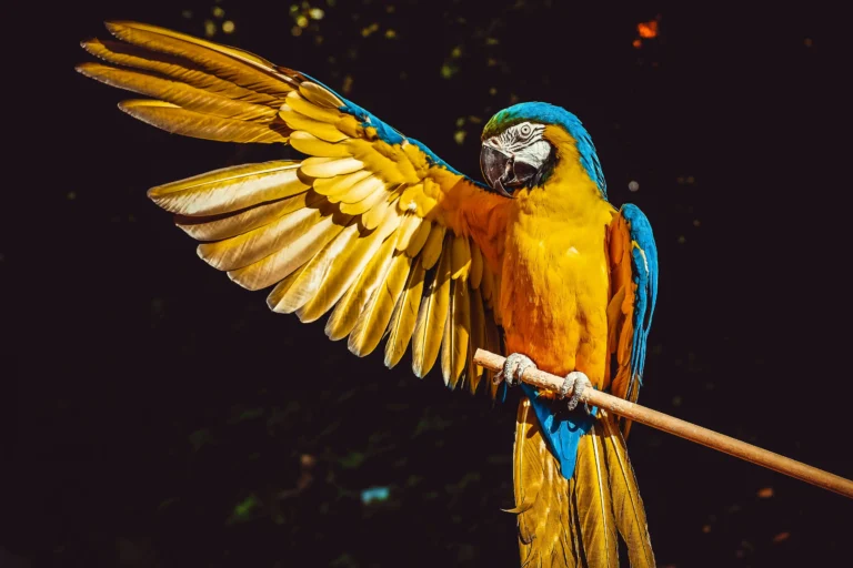 Senior Parrot Behavior Changes