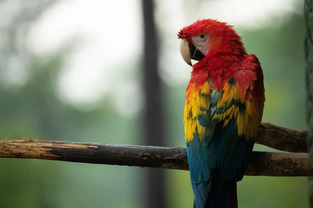 Senior Parrot Behavior Changes