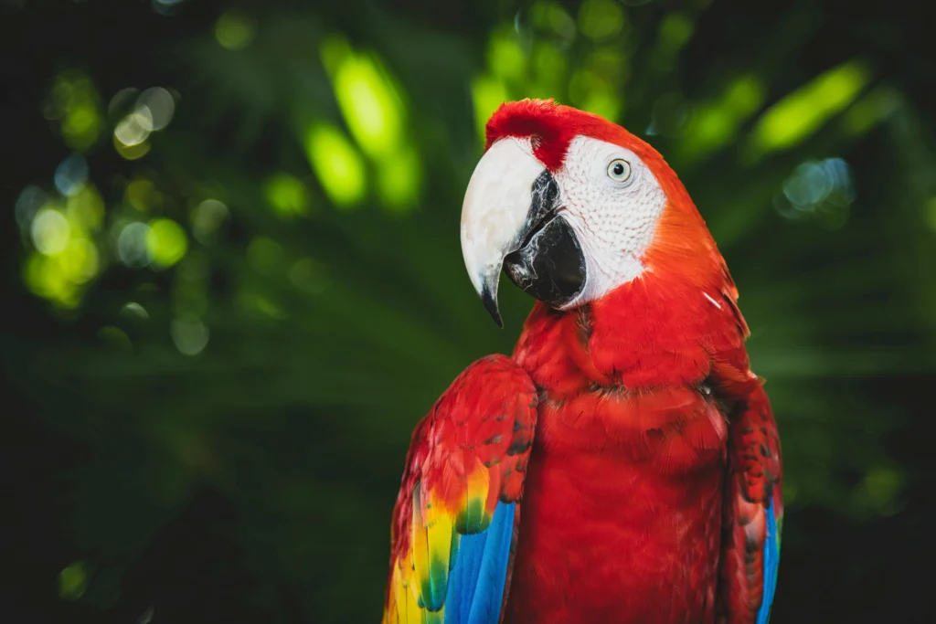 Senior Parrot Behavior Changes