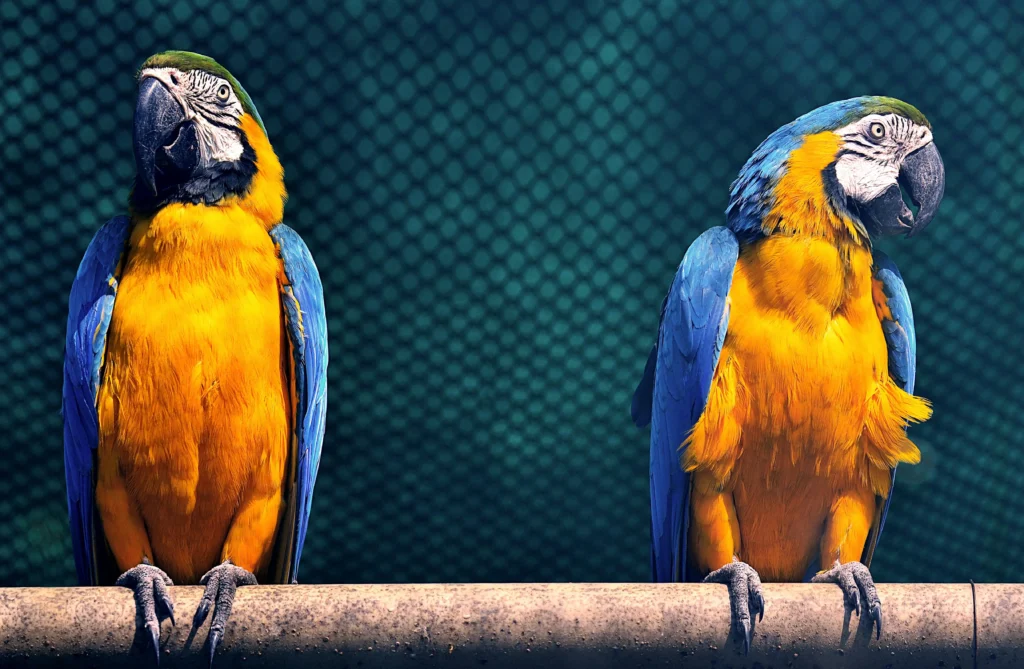 Senior Parrot Behavior Changes